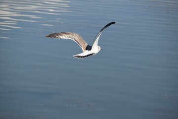 A seagull is flying above water in bright summer day.