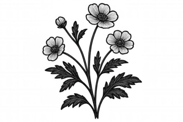 Botanical illustration highlighting sulphur cinquefoil blossoms, revealing delicate petals and intricate floral structure against translucent backdrop