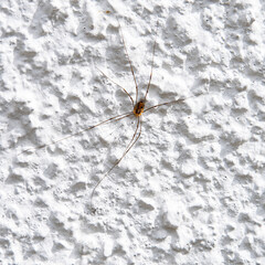 A spider outside a house on the wall. The wall is white. The spider is in good protection.