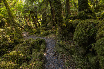 Obraz premium ニュージーランド ウェスト・コーストにあるフォックス・グレイシャー・サウス・サイド・ウォークの景色