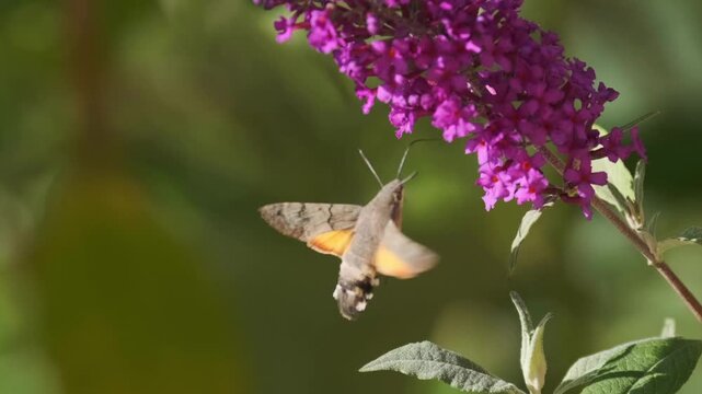 A butterfly with orange spots on its wings flies near a beautiful purple David buddleia blossom, hovering and extending its proboscis to the flowers while keeping aloft with rapid wingbeats.