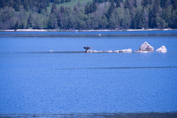 Schluchsee shimmers under the clear summer sky — a tranquil jewel of the Black Forest, perfect...