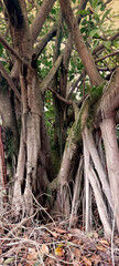 The roots of the banyan tree in the forest. Brazil