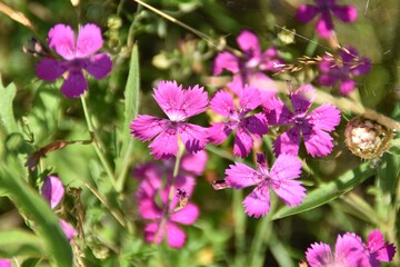 Obraz premium Pretty pink wildflowers (Dianthus deltoides) are blossoming in nature in summer time.
