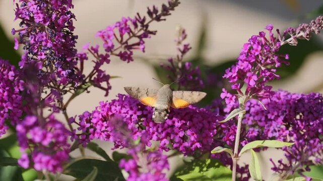 A hummingbird hawk-moth with orange-brown wings hovers above lush purple David buddleia blossoms, gathering nectar from the vibrant flowers in a sunny summer garden.