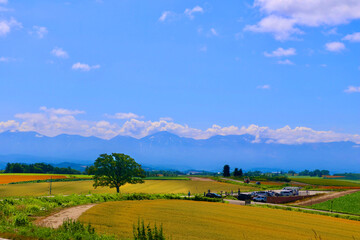 Fototapeta premium セブンスターの木（北海道・上川郡美瑛町）