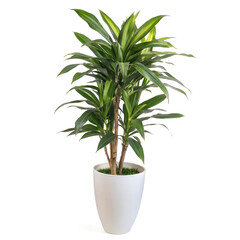 Fototapeta premium Lush green Dracaena plant in an elegant white pot.