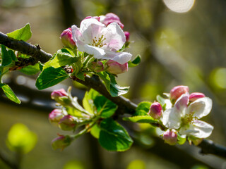 Magnificent apple blossom (Malus domestica) as a beautiful background image. Taken in Musio.