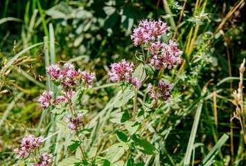 Fototapeta premium Close-up view of a oregano Origanum vulgare flower plant growing in nature in summer.