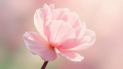 Close-up of a single cherry blossom on soft pastel background, delicate and minimal floral composition