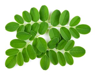 Fresh green leaves arranged