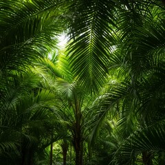 Fototapeta premium Lush Green Tropical Palm Tree Forest Canopy