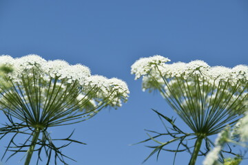 Lovely cow parsley flowers are blooming in nature in bright summer day.
