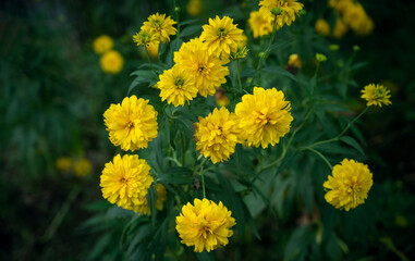 Yellow rudbeckia laciniata flower in the garden.