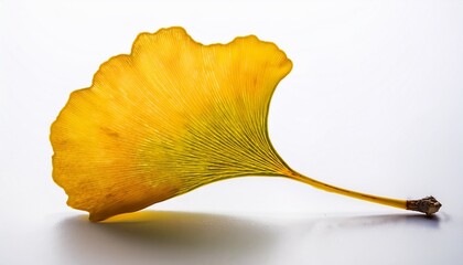 Naklejka premium bright yellow ginkgo leaf with distinct edges and veins white background
