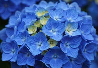 Vibrant Blue Hydrangea Macro Photography: Serene, Close-Up Floral Image