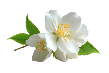 Close-up of two white jasmine flowers with green leaves