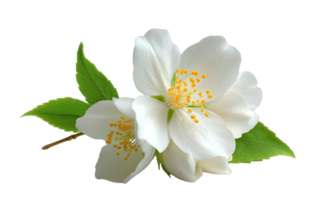 Close-up of two white jasmine flowers with green leaves