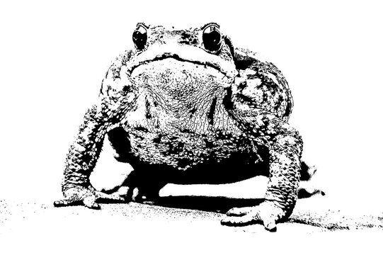 fotograf&iacute;a en blanco y negro de un sapo com&uacute;n  