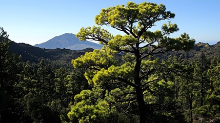 Fototapeta premium Majestic Canary Island Pine Tree Forest with Volcano View