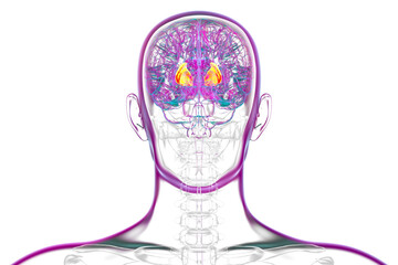 Internal capsule, 3D illustration. Highlighted in red within the human brain.