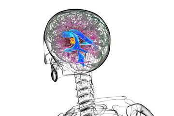 Third brain ventricle, illustration