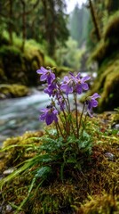 Obraz premium Purple wildflowers thrive amidst a mossy, rocky stream bed in a lush forest