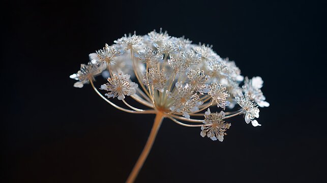 Delicate white queen anne s lace flower head against a dark background