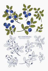 Blueberry set, hand drawn sketch, engraving style, realistic vector monochrome illustration