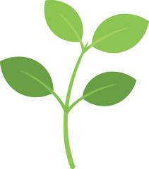 Fresh green basil leaves on stem isolated