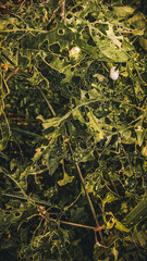 Striking close-up of broadleaf foliage with intricate insect damage, creating lace-like holes and...