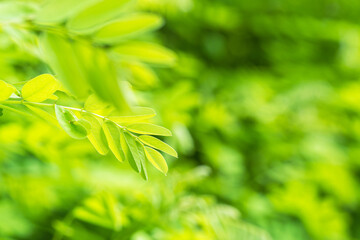夏の山　緑色のニセアカシアの葉12
