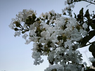 apple tree blossom