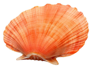 PNG Shellfish seafood clam