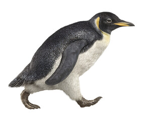 Naklejka premium Emperor Penguin Strolling Forward: A majestic emperor penguin confidently strides forward, its sleek, streamlined body and unique coloration contrasting beautifully.