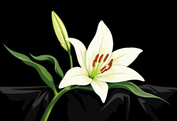 Fototapeta premium White lily flower with green leaves on black background 