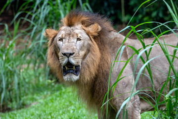 portrait of a lion