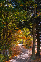 Naklejka premium Beautiful autumn pathway in Wanaka, New Zealand surrounded by colorful foliage