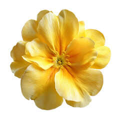 A vibrant yellow flower with delicate petals, showcasing intricate details and a bright, cheerful color, isolated on a transparent background