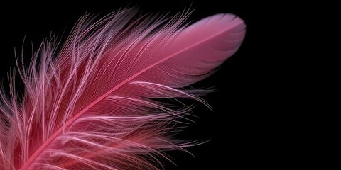 Obraz premium Delicate Pink Feathers Against Black