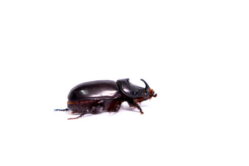 A profile view of a black horned beetle, isolated against a clean white background. The eye-level angle highlights its shiny exoskeleton, distinct horn, and powerful legs, capturing the insect's uniq