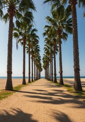 Pathway of Palm Trees Leading to a Sandy Beach under Bright Sunlight
