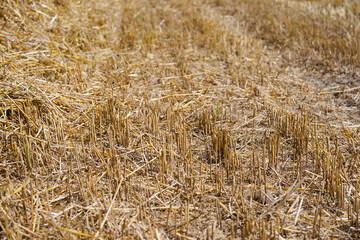 High angle view of stubble field at farm at Swiss city of Zürich on a sunny summer day. Photo taken August 8th, 2025, Zurich, Switzerland.