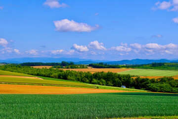 パッチワークの路（北海道・上川郡美瑛町）