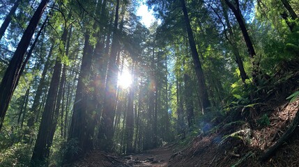 Obraz premium A sequoia forest with tall trees, where sunlight shines through the dense foliage, creating a striking lens flare effect that adds warmth and magic to the serene woodland scene.