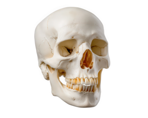 Human skull bone anatomy isolated transparency background teeth medical science realistic object