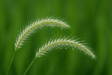 Obraz premium Dew-Kissed Grass Plume: Delicate grass plumes adorned with sparkling dewdrops, dance gracefully against a softly blurred backdrop of verdant greenery, evoking a sense of freshness and tranquility.