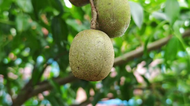 Fresh Ambarella in the garden