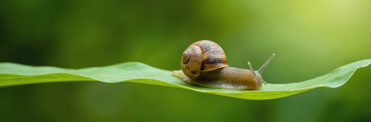 Snail on leaf. Green leaf with snail against blurry green background. Natural wildlife photo. Small garden snail with spiral shell. Macro detail. Calmness in nature. Peaceful atmosphere. Beautiful
