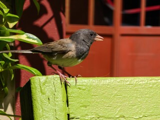 Dark-eyed junco perched on a green wooden fence with a red building background